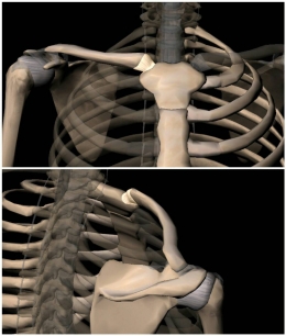うちモミトレーナーによる『身体について』のお話⑤ ~どこからが腕?~