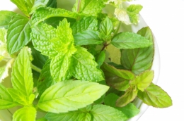 「ハッカ油」と「ペパーミント」