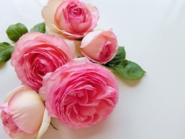 精油 特徴類似説【花】