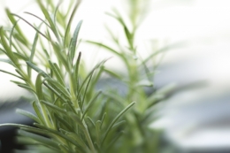 精油 特徴類似説【葉】【花と葉】