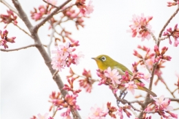 たれこめて春のゆくへもしらぬまに待ちし桜もうつろひにけり藤原因香「古今和歌集」より現代語訳：家に籠って春の行方も知らないうちに、待っていた桜も散っていってしまった