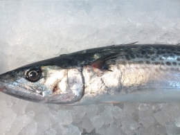 魚について書き始めた結果、人の「原点回帰」への欲求というテーマで脳内がいっぱいになり、記事の更新が朝方になりました。（というタイトル）