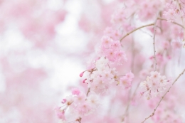 今年の開花予想…東京は3月20日