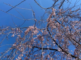 東京の標準木も開花しました！