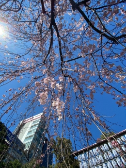 東京の標準木も開花しました!
